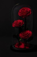 Maskke, Age 38, Ulm / Germany Escorts